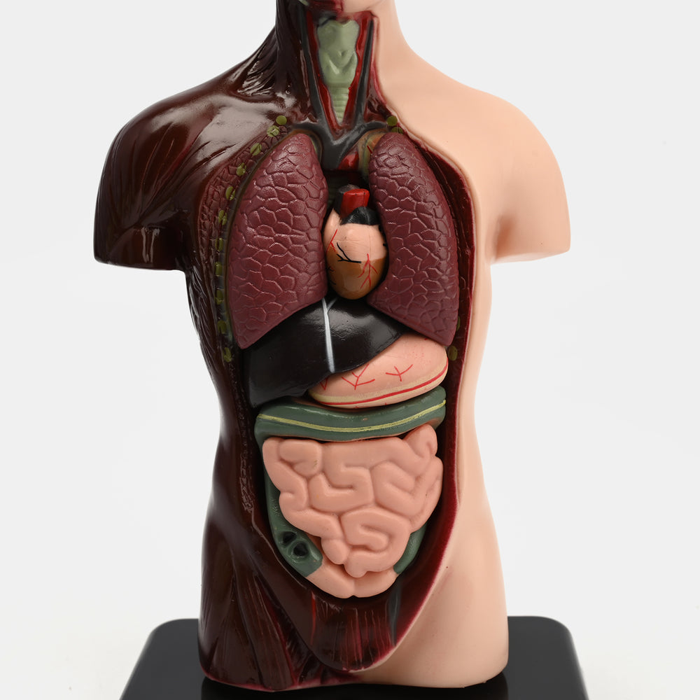 Human Torso Anatomy Model | 8-Piece Educational Set