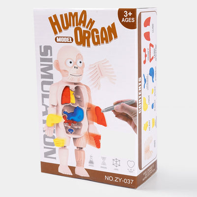 Human Organ Body Science And Education Model ZY-037