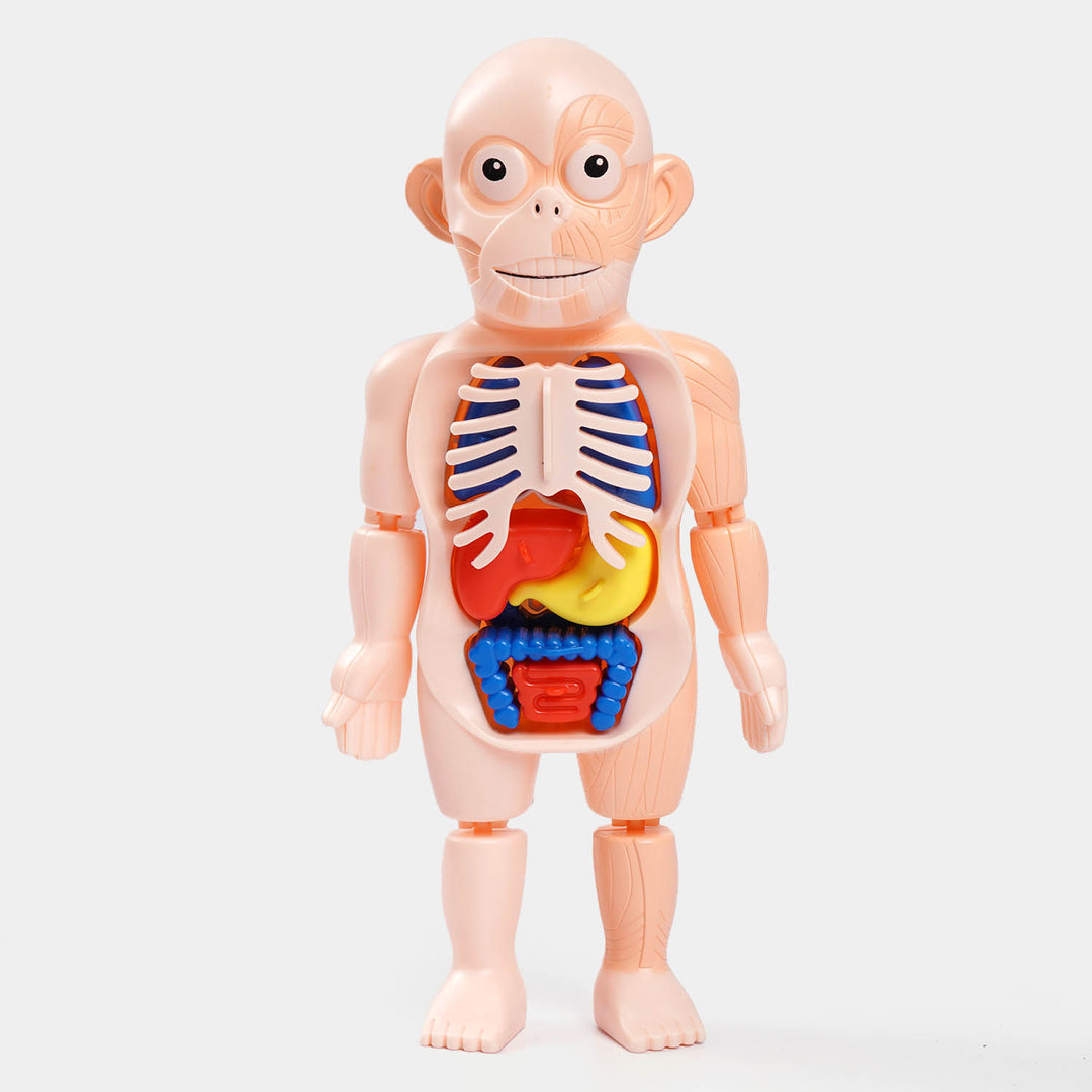 Human Organ Body Science And Education Model ZY-037