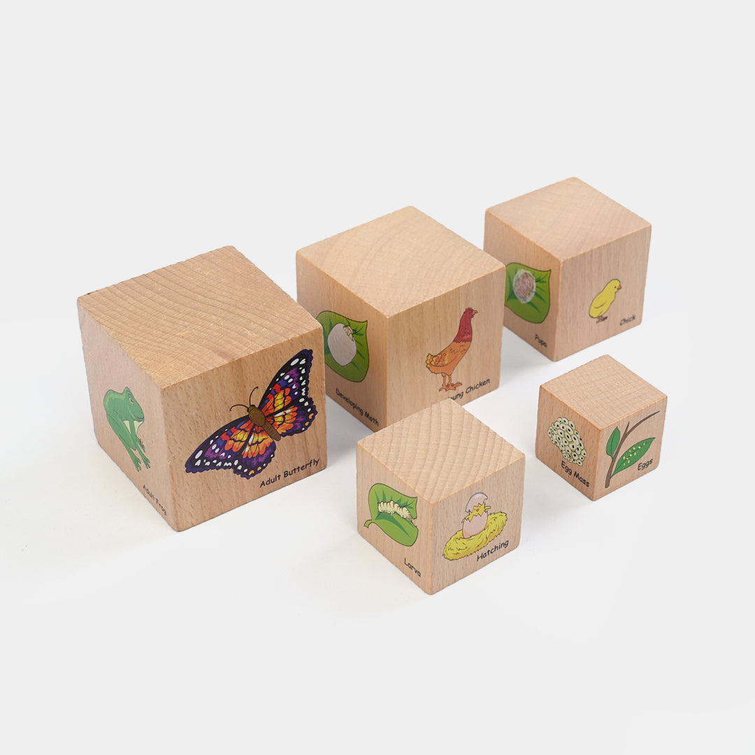 Wooden Little Life Cycle Blocks