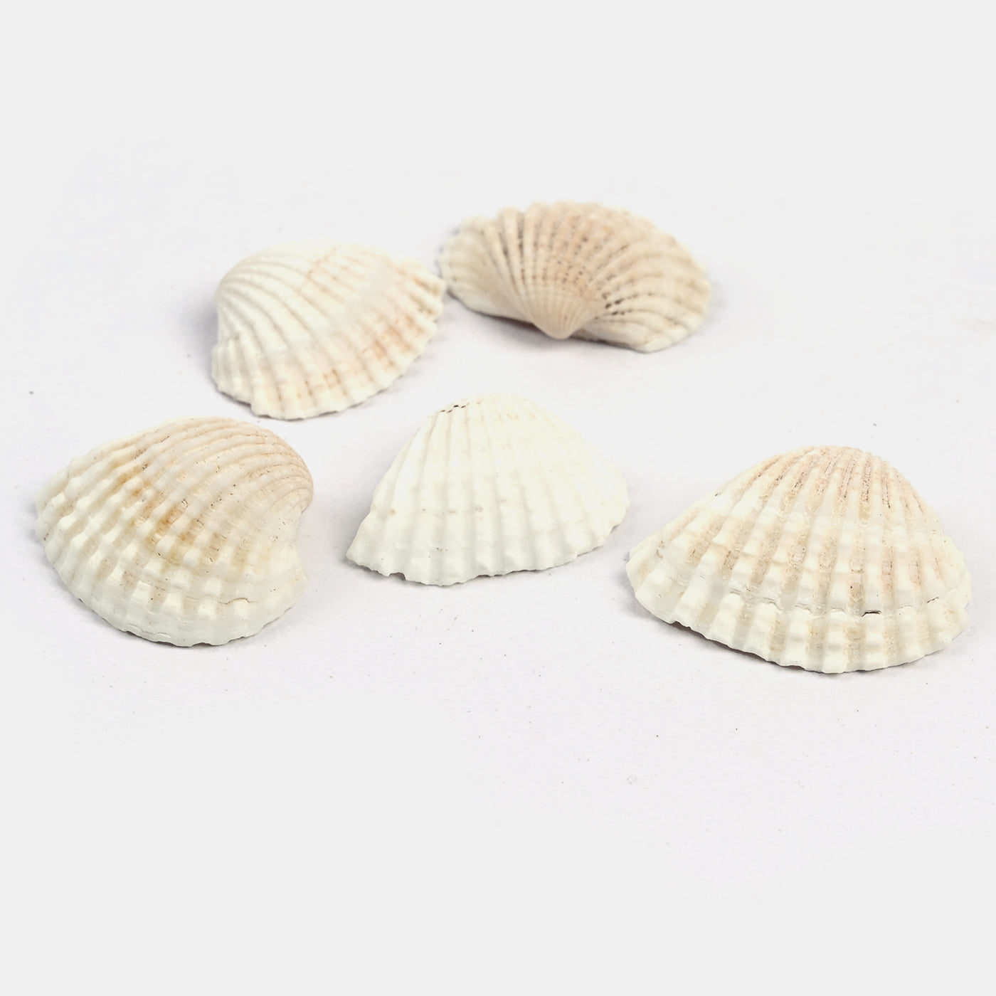 Coastal Beauty Seashell