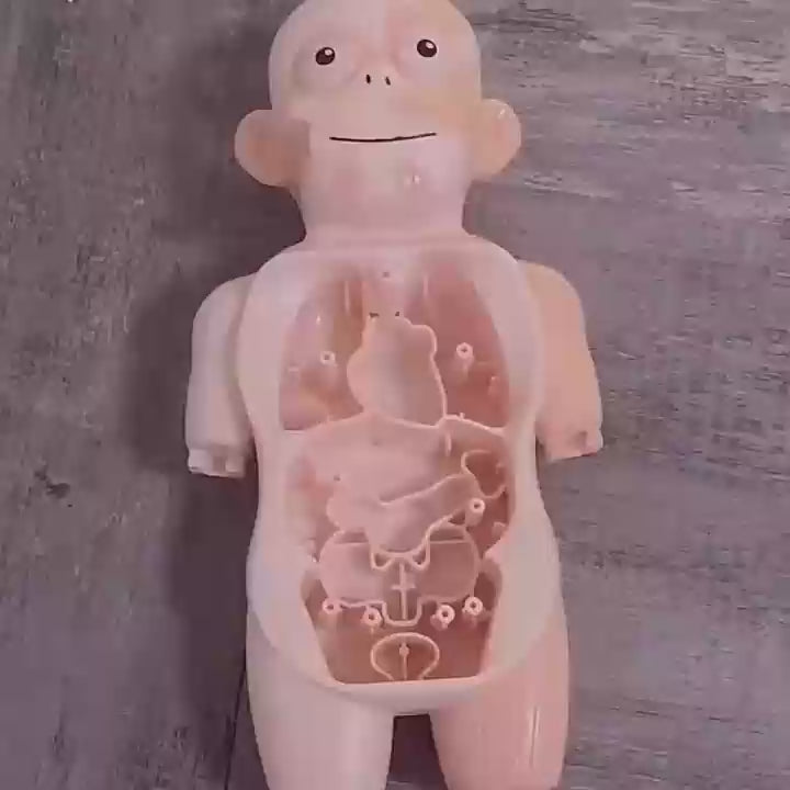 Human Organ Body Science And Education Model ZY-037