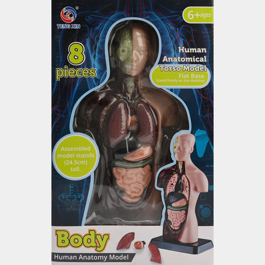 Human Torso Anatomy Model | 8-Piece Educational Set