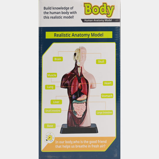 Human Torso Anatomy Model | 8-Piece Educational Set