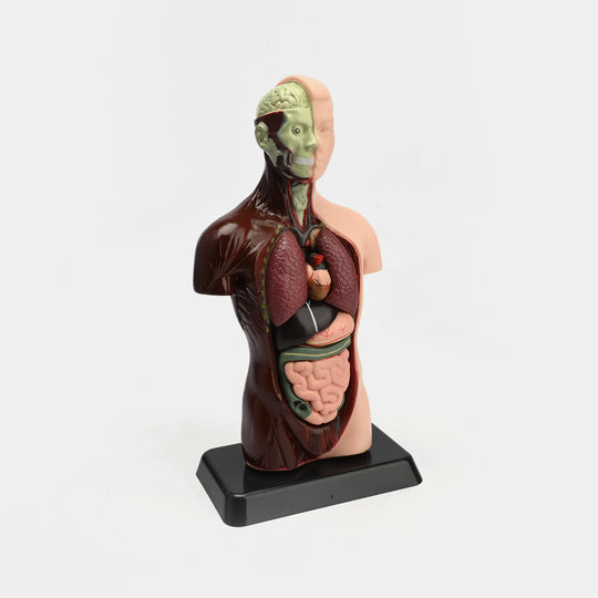 Human Torso Anatomy Model | 8-Piece Educational Set