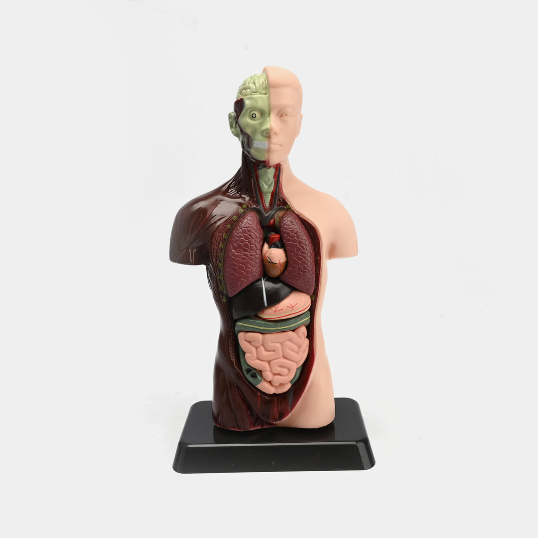 Human Torso Anatomy Model | 8-Piece Educational Set